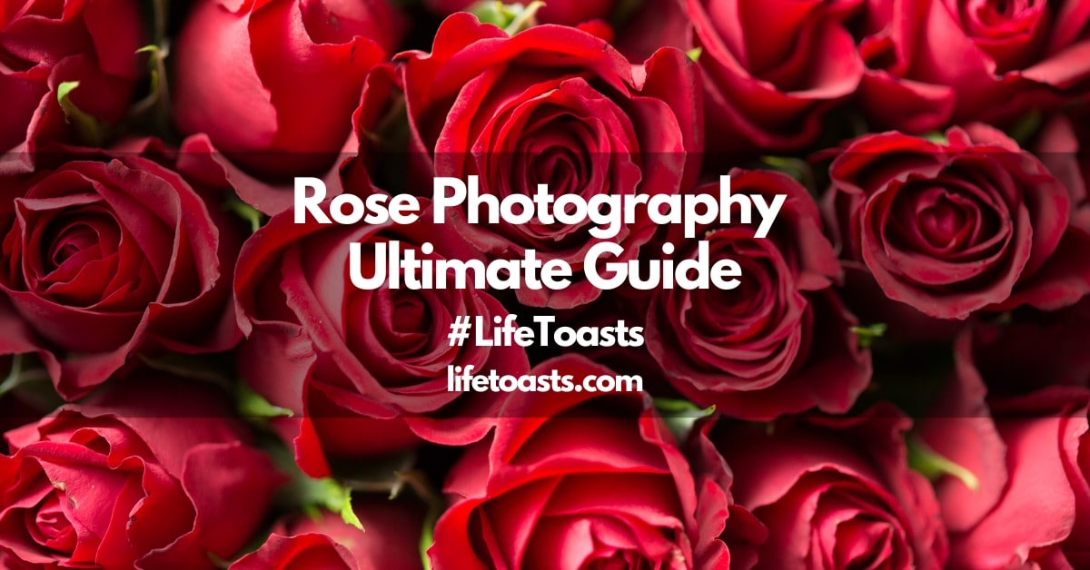 Featured Image for Rose Photography Ultimate Guide